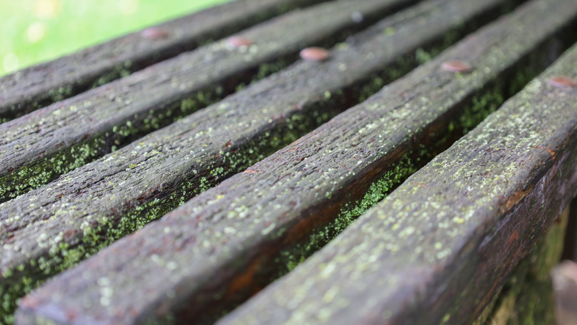 close up of piece of wooden decking with moss growing in between grooves