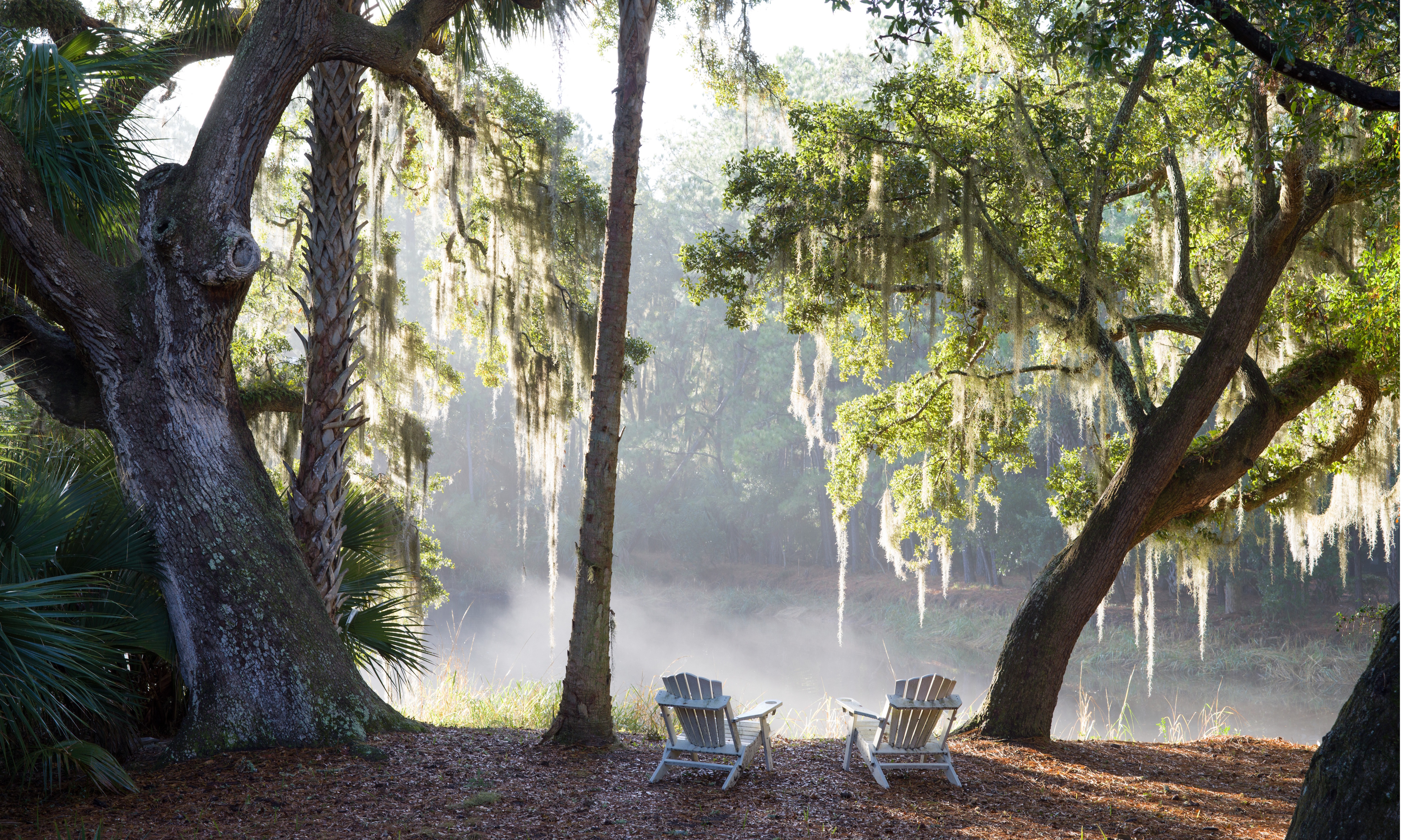 Lucy Hunter Charleston garden live oaks and Spanish moss