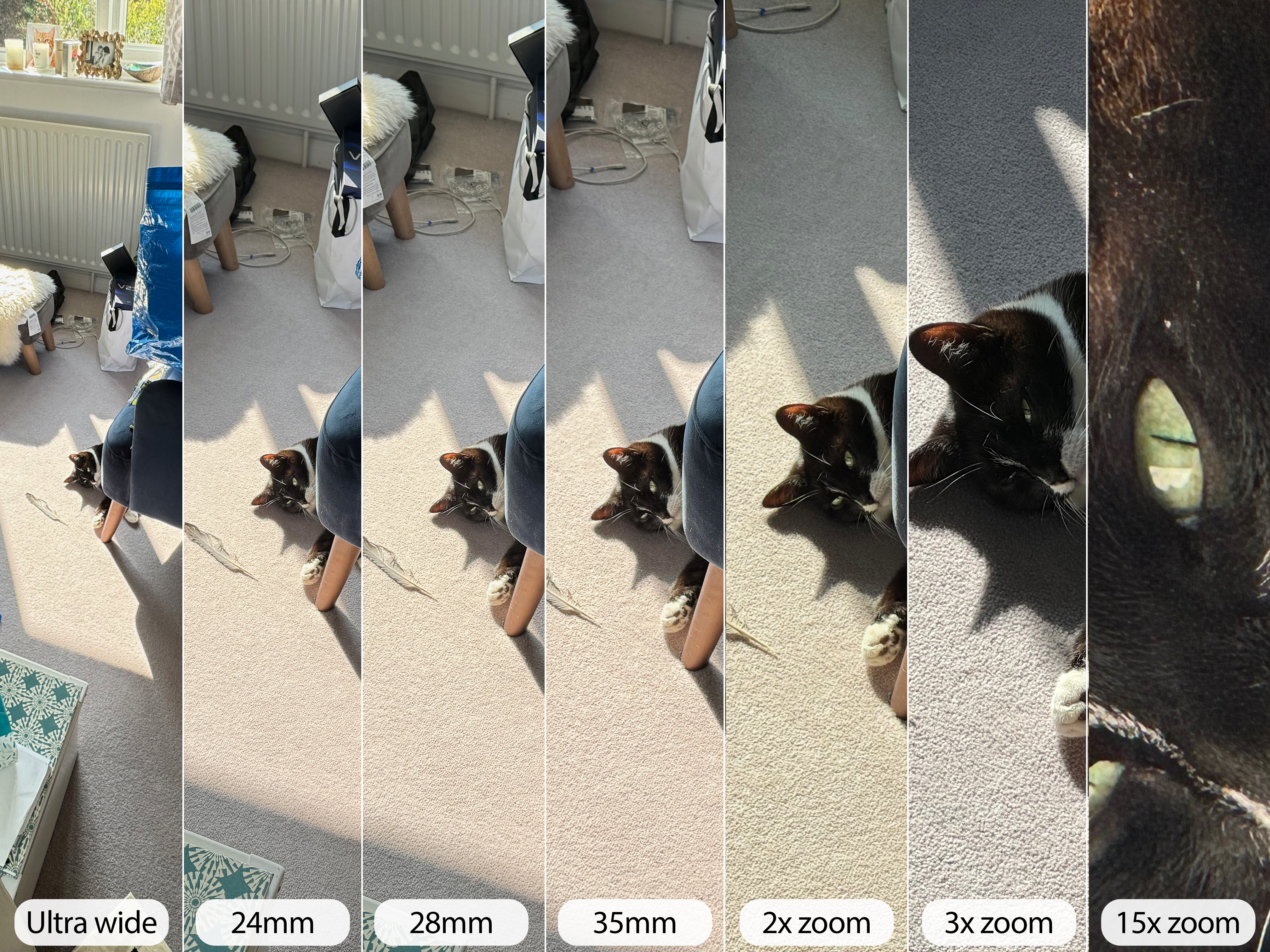 iPhone 15 Pro camera sample cat range