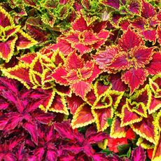 coleus plants in mixed planter display