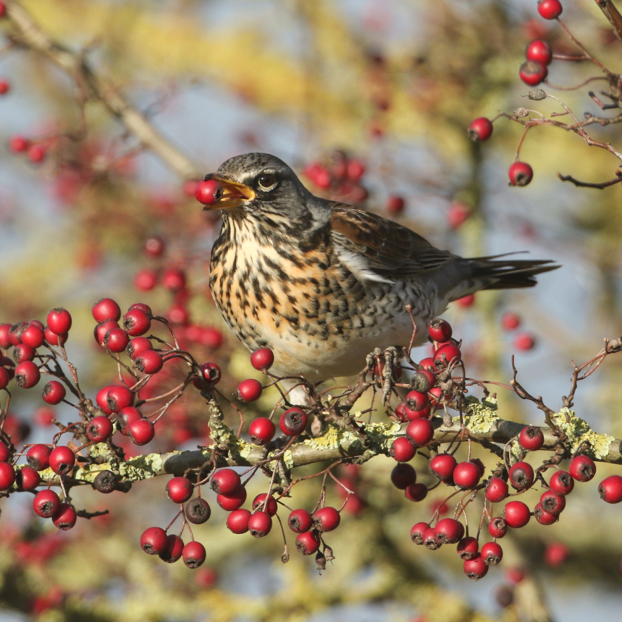 Fieldfare bird eating hawthorn berries
