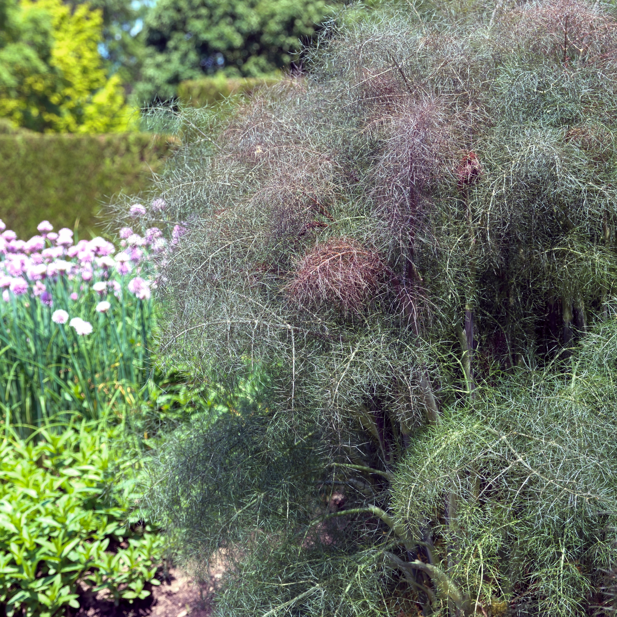 bronze fennel in a garden - Joanne Dale - GettyImages-2158136134