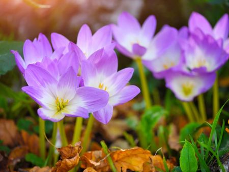 Purple-White Colored Autumn Crocus Plants