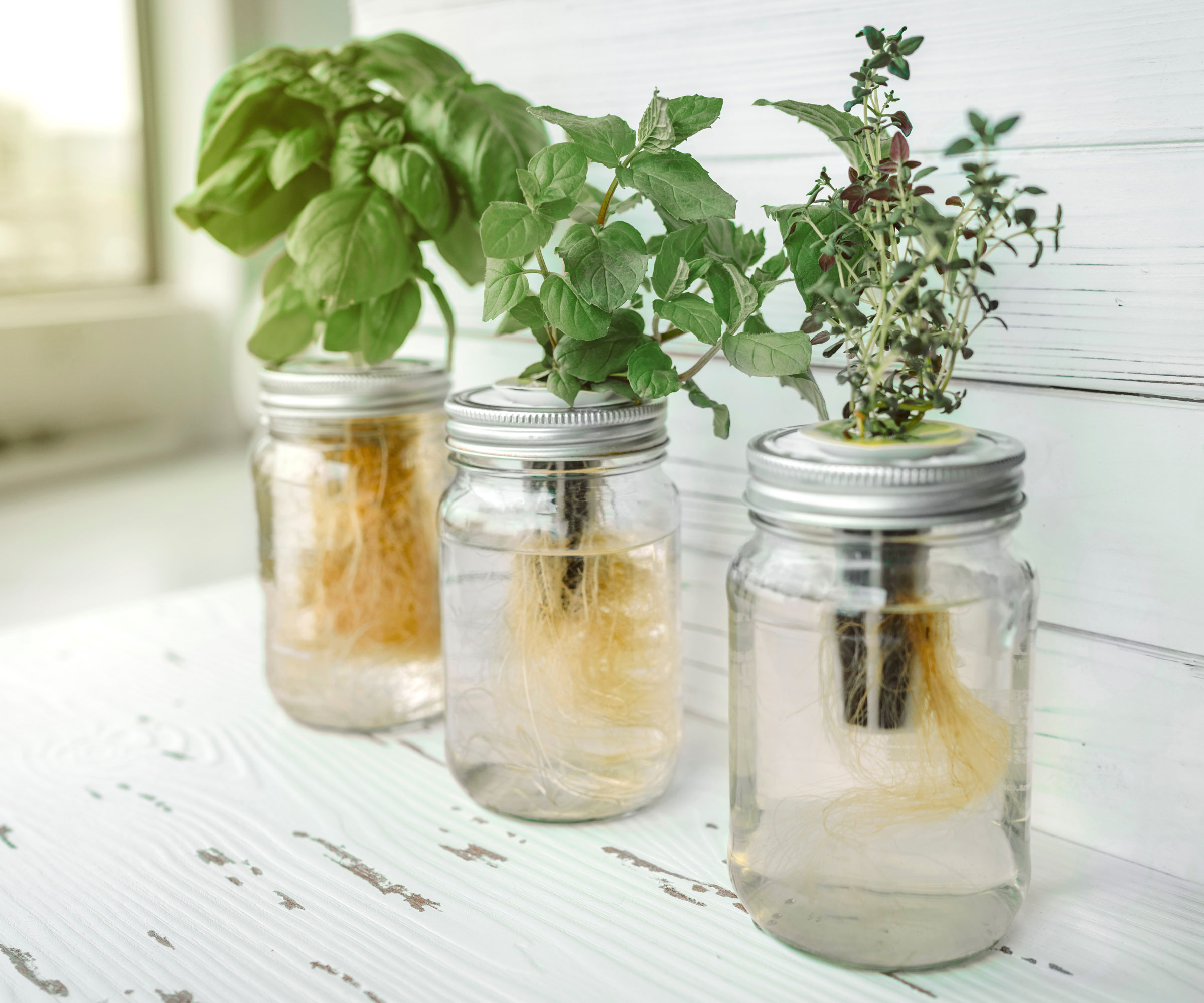 mixed herbs in glass jars in a row standing on white wooden surface