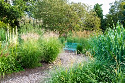 garden gravel ideas in the grass garden at RHS Wisley