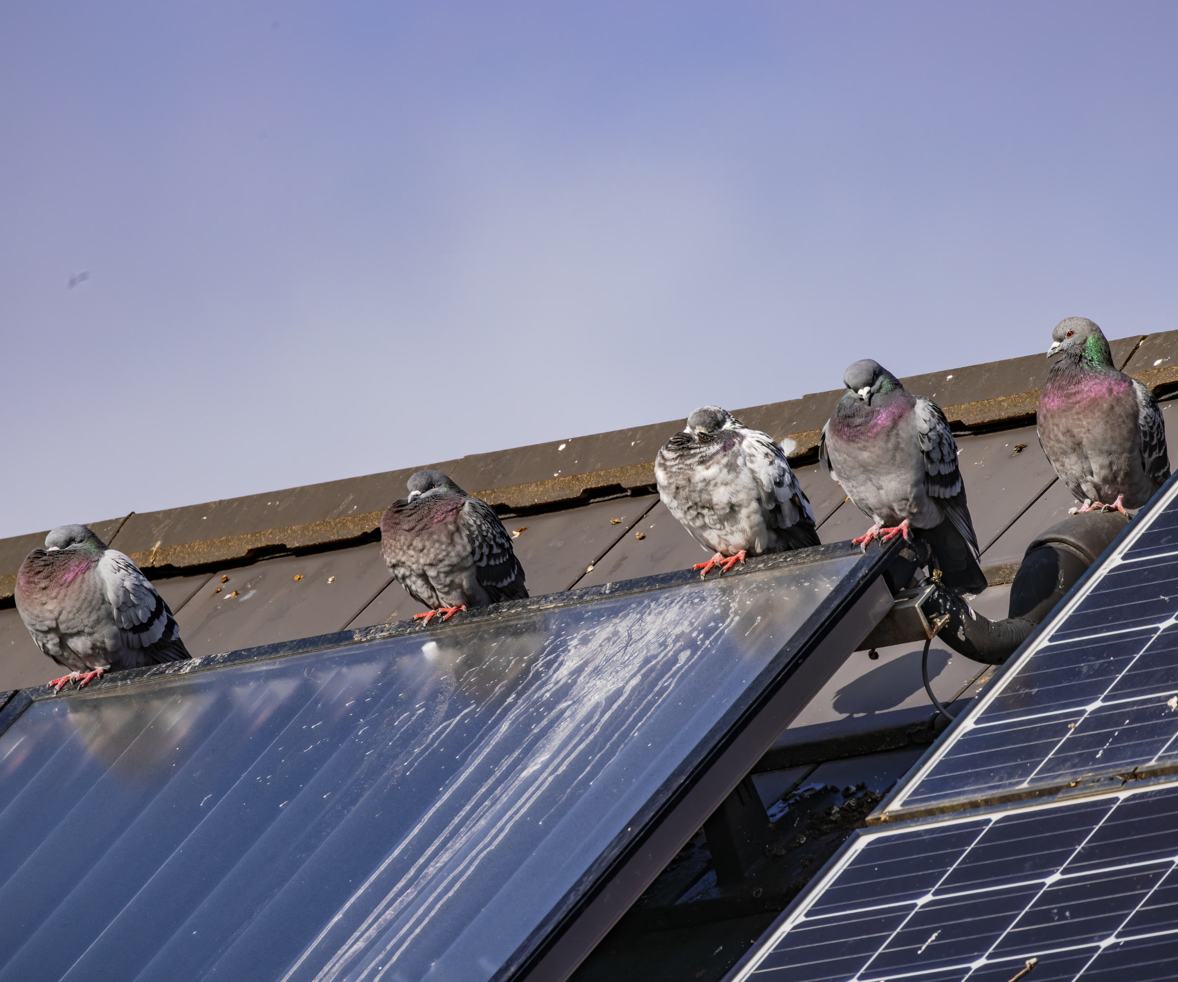 Pigeons sat on a roof with poo on solar panels in front of them