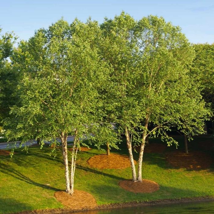 Heritage River Birch - 3 to 4 Feet Tall (multi-Stemmed)