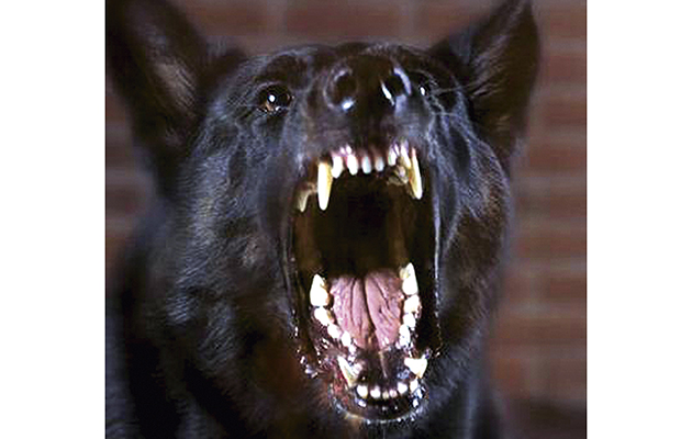 dog-612905.jpg