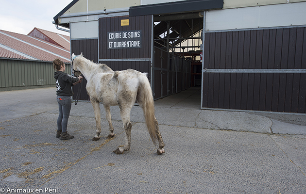 horsebeforeAnimaux-en-Pe%CC%81ril.jpg