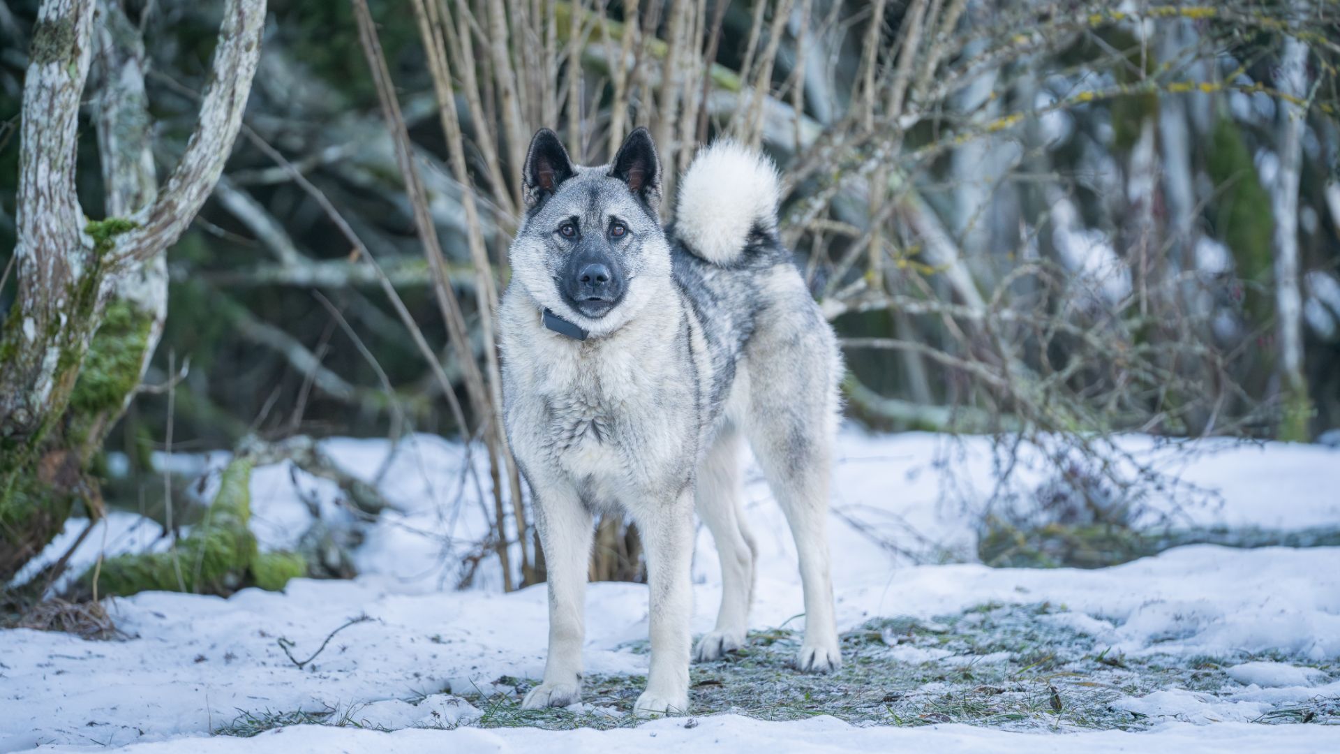 norwegian elkhound stoof in a snowy forest