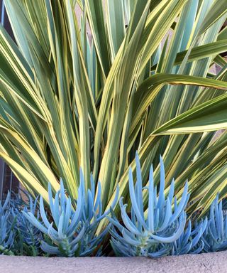 Phormium And Senecio Growing In Garden