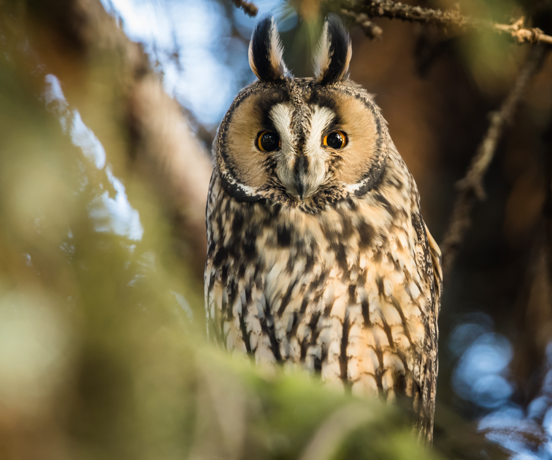 A Long-eared Owl (Asio otus) perched and resting in a tree, bird of prey.