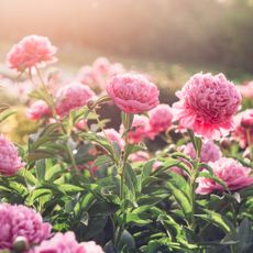 A field of pink peonies at sunset.