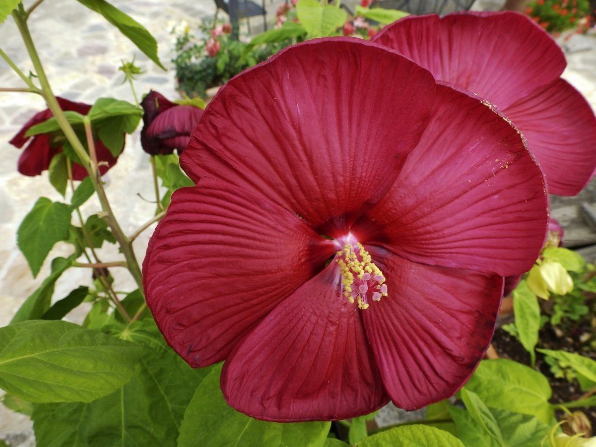 Hardy Hibiscus Pruning: How And When To Prune Perennial Hibiscus