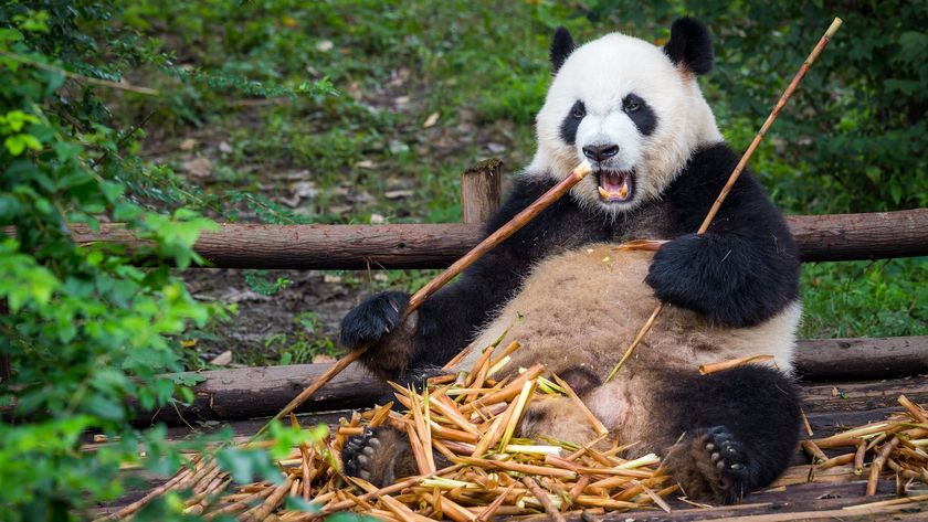 A panda in the forest eats bamboo