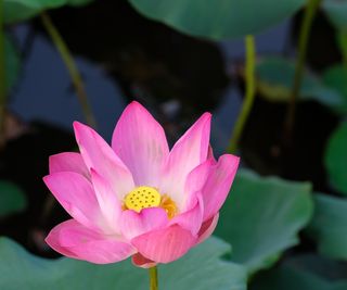 The sacred lotus flower in bloom, with pink petals, in a sunny garden pond