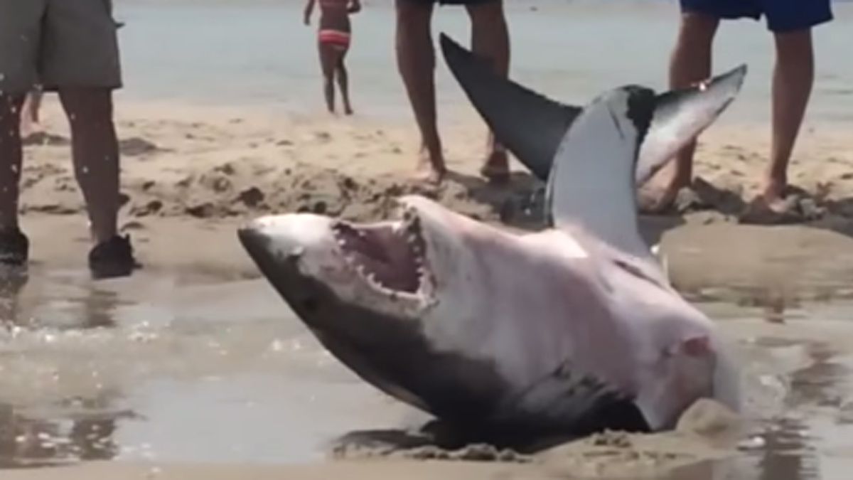 Beached great white shark saved by beachgoers video The Week