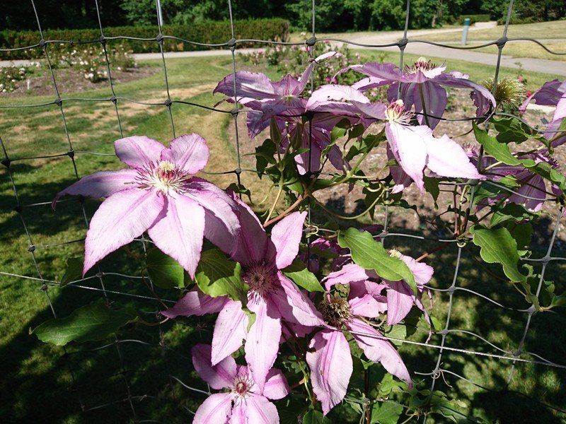 Xperia X Performance sample