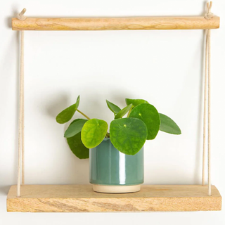 mini pilea plant on wooden hanging shelf