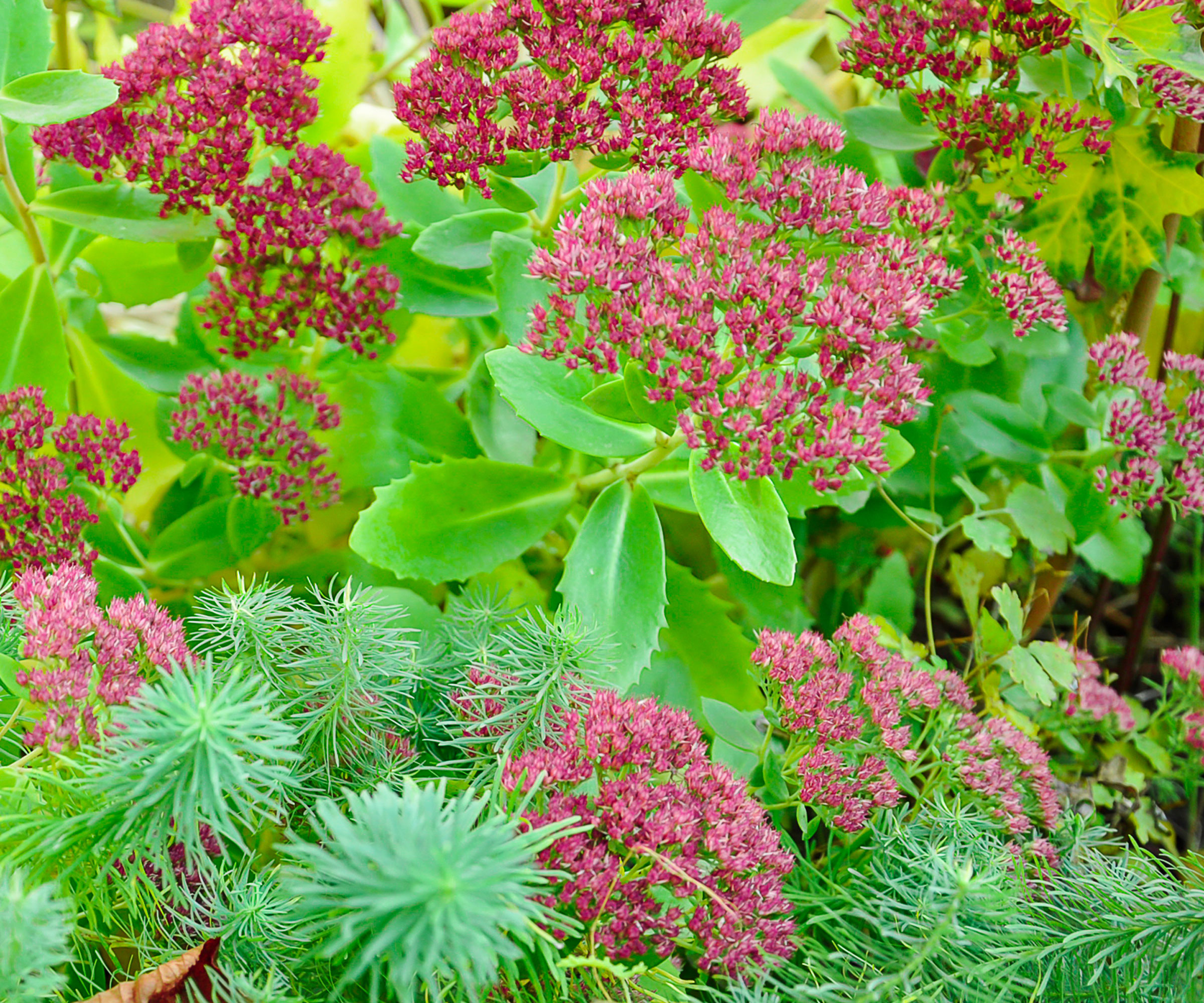 Autumn Joy sedum plants with red and pink blooms and succulent leaves