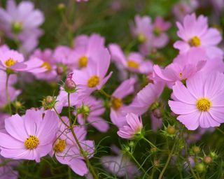 Close-up of pink cosmos flowers in field