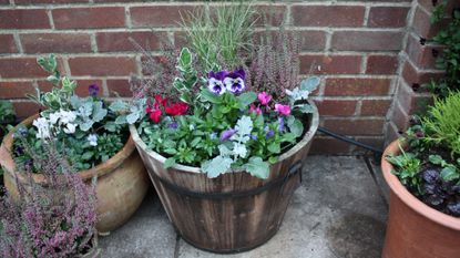how to plant a winter container