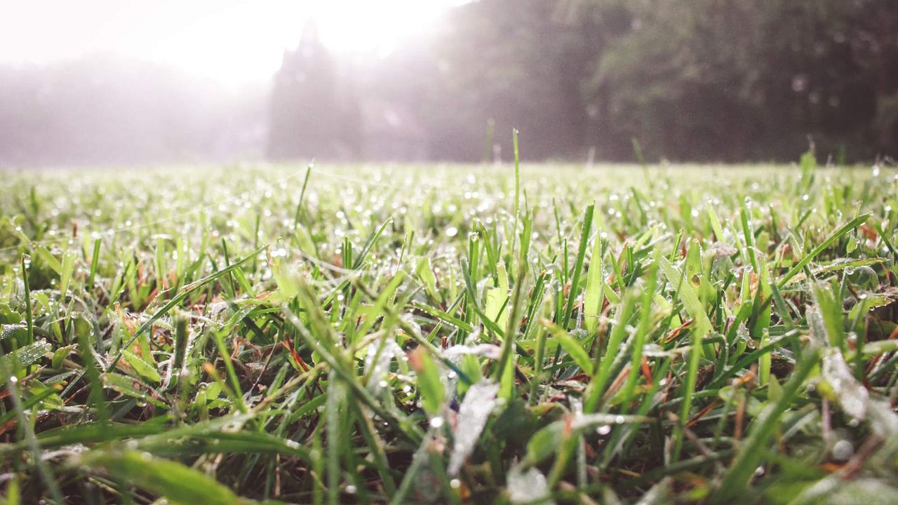 Moist grass on a humid morning