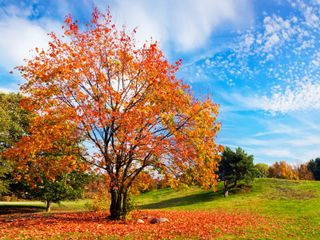 An orange maple tree losing leaves in autumn
