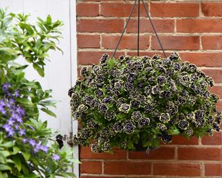 petunias in hanging basket from Thompson & Morgan