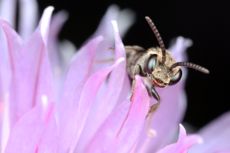 bees, pollinators, database