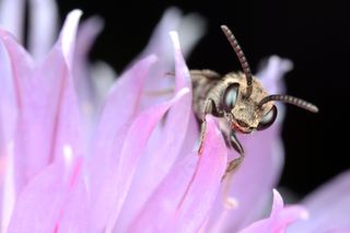 bees, pollinators, database