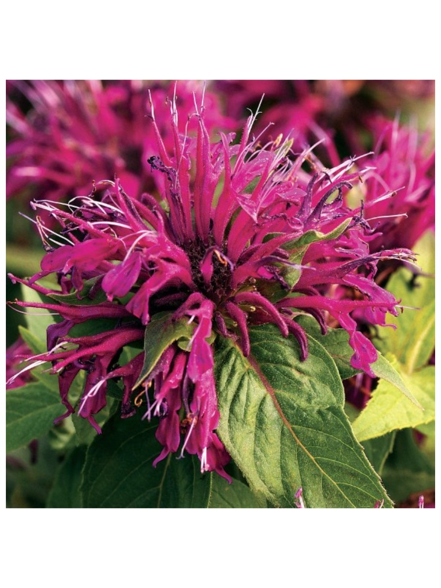 Wayside Gardens, Monarda 'Balmy'