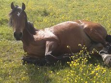 grass-sickness-horse.jpg