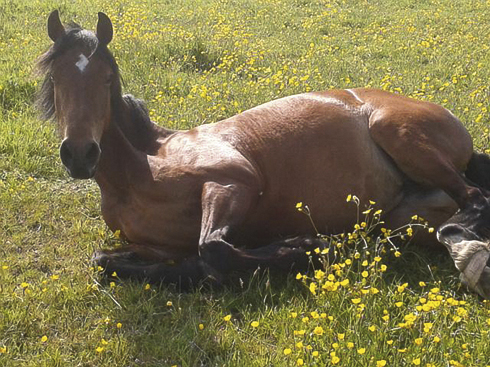 grass-sickness-horse.jpg