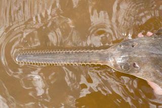 The toothy snout of a juvenile smalltooth sawfish in Florida's Charlotte Harbor estuarine system.