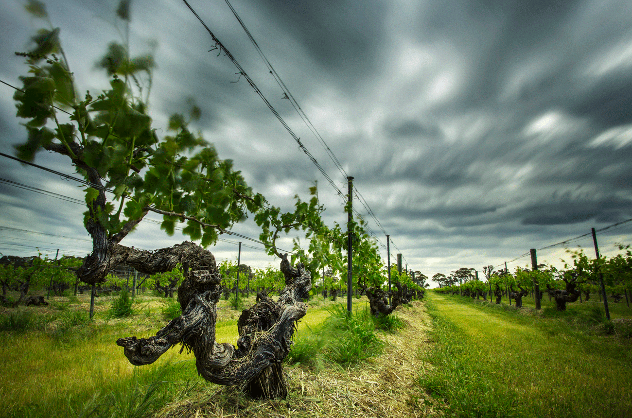 Henschke 2016 releases Mt Edelstone Vineyard