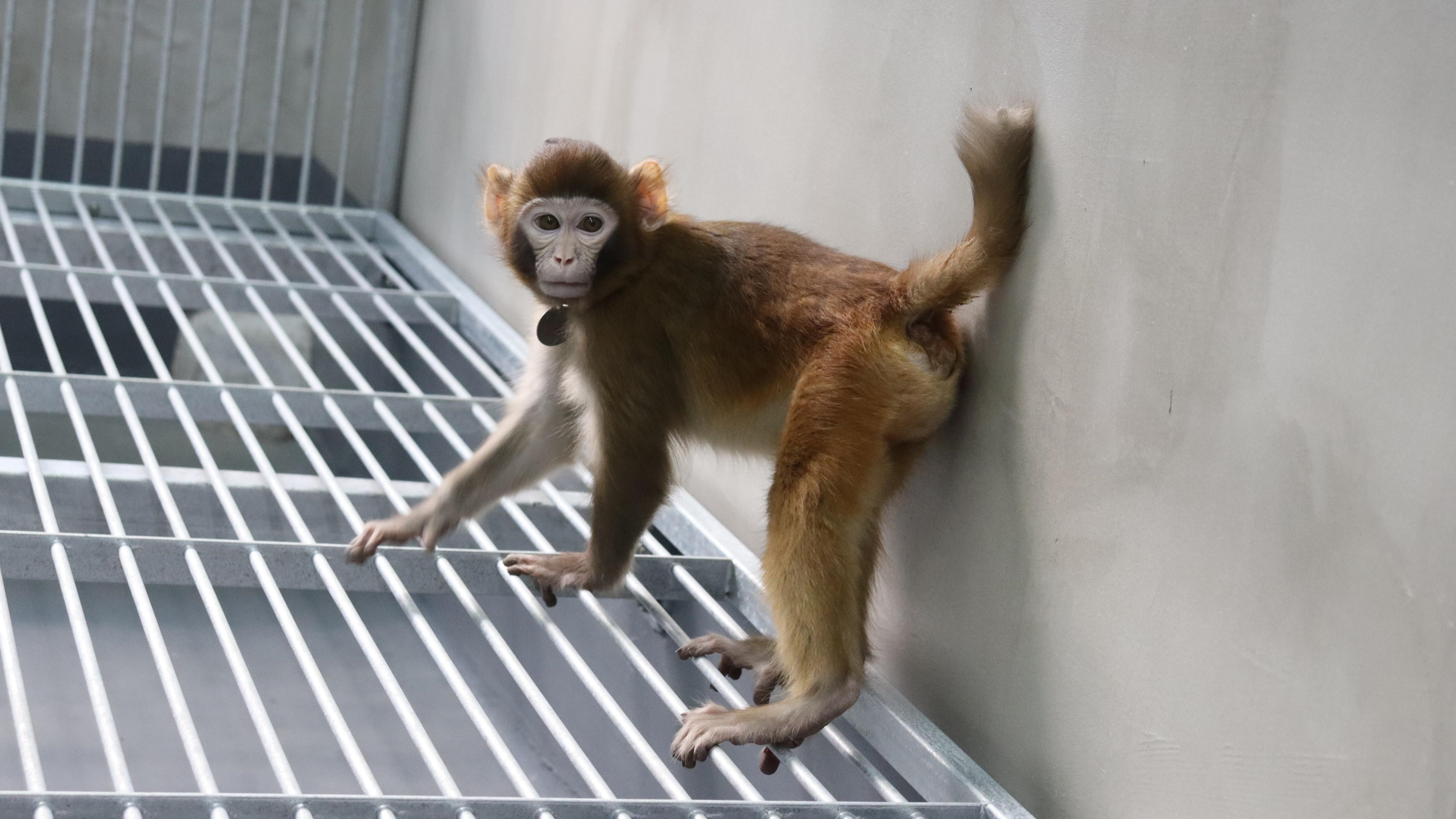 The cloned rhesus monkey stands on a metal grate.