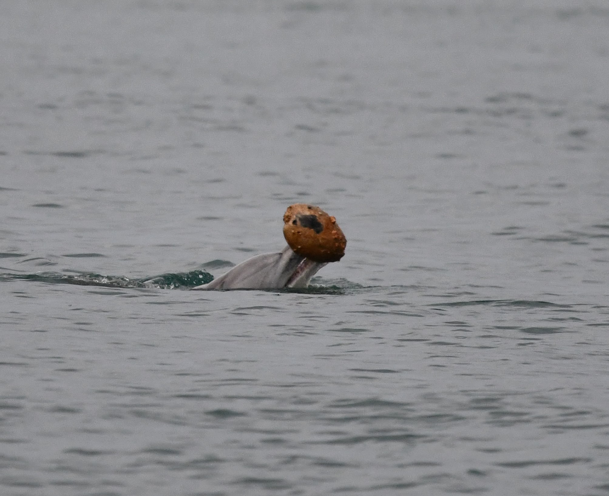 Dolphin engaged in shelling behavior