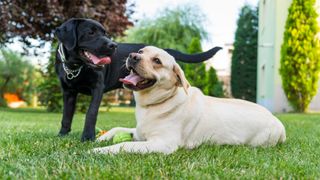A black and a golden Labrador together on the grass