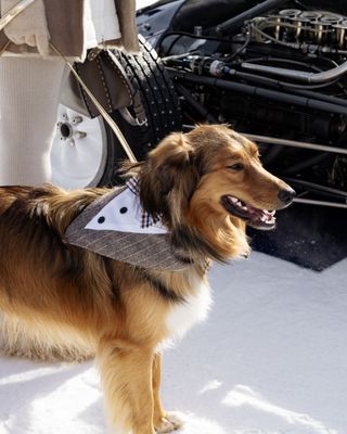 Dog in bandana