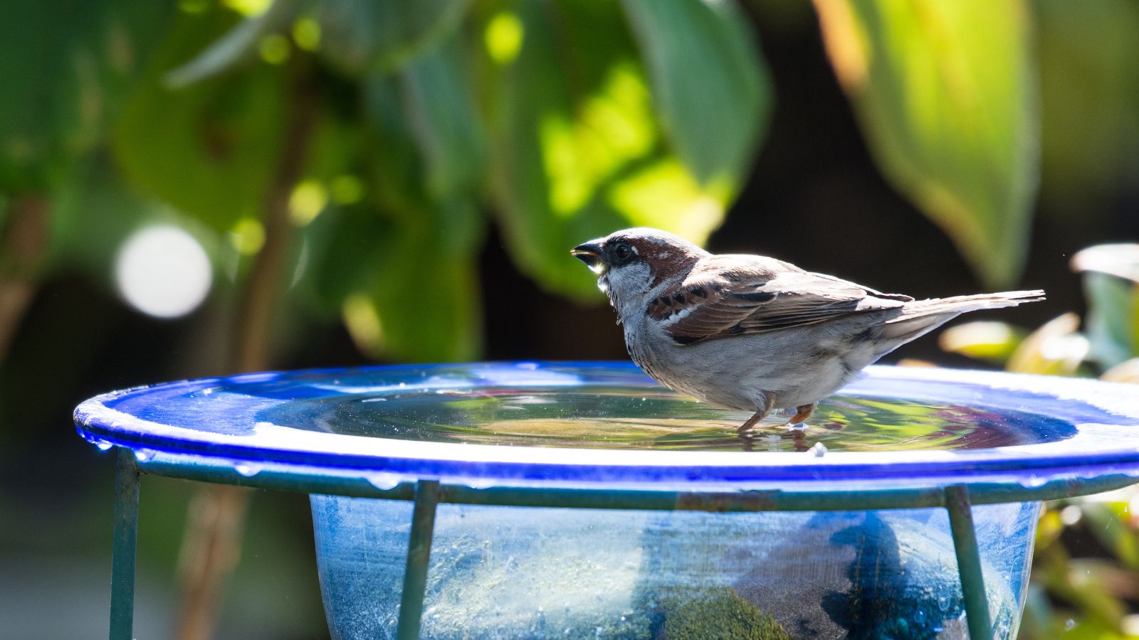 Bird perched on blue glass bird bath