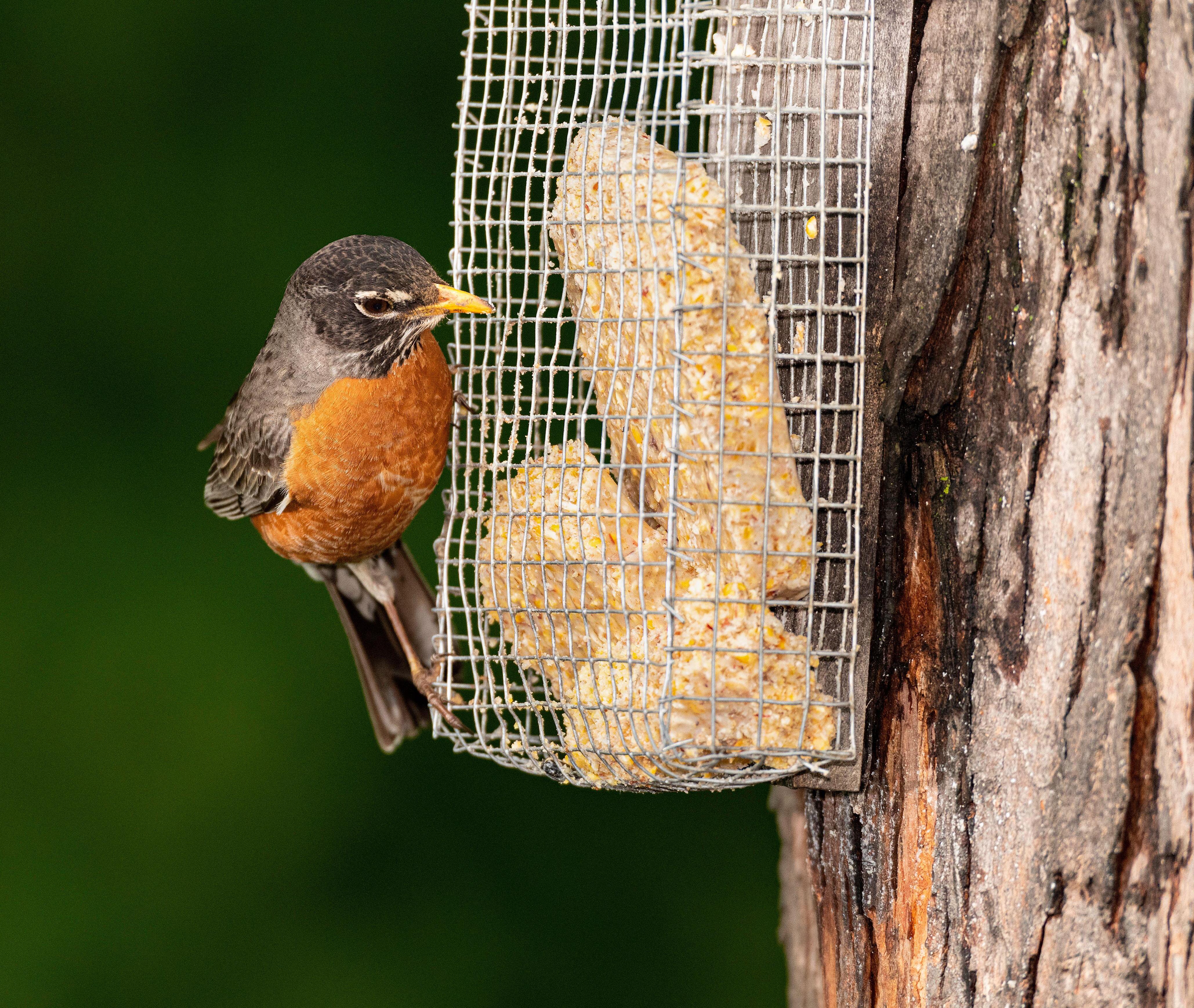American Robin clinging to a suet feeder