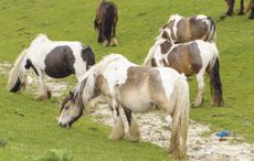 flygrazing2.jpg