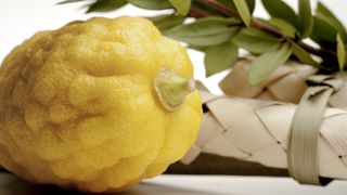 A citron, also known as an etrog