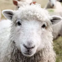 Does counting sheep really help you sleep?