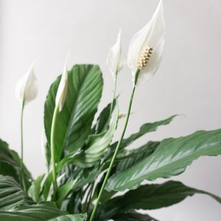 close up of peace lily plant