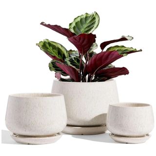 Skylor Ceramic Pot Planter