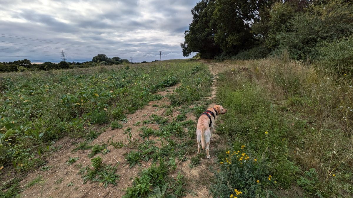 200 photos pixel 9 vs pixel 8a - ultrawide shots with pixel 8a