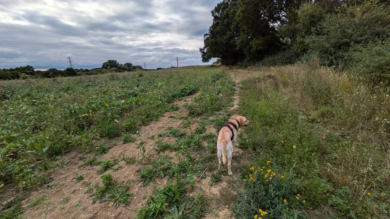 200 photos pixel 9 vs pixel 8a - ultrawide shots with pixel 8a
