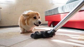 Dog watching vacuum cleaner